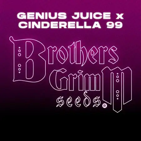 Genius Juice x Cinderella 99 Feminized