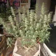 Permanent Marker Auto