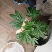 Grease Monkey Auto