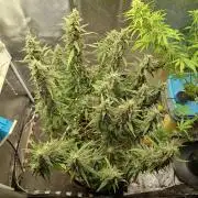 Permanent Marker Auto