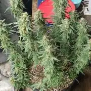 Red Devil Auto from WeedSeedsExpress