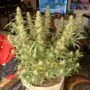 Genius Juice x Cinderella 99 Feminized