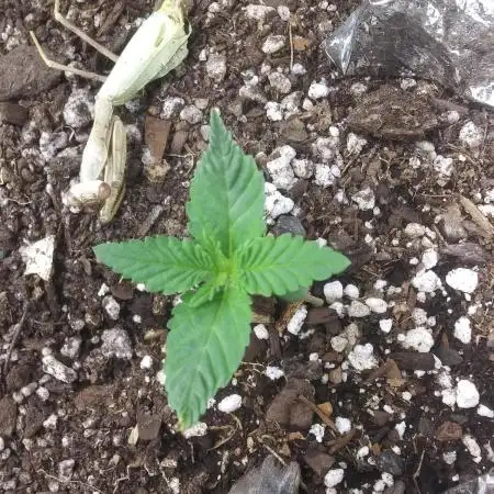 Genius Juice x Cinderella 99 Feminized