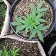 Red Devil Auto from WeedSeedsExpress