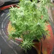 Red Devil Auto from WeedSeedsExpress