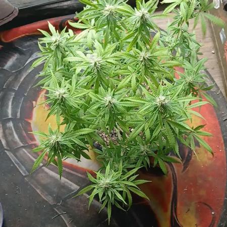 Red Devil Auto from WeedSeedsExpress