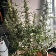 Genius Juice x Cinderella 99 Feminized