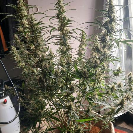 Genius Juice x Cinderella 99 Feminized