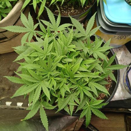 Red Devil Auto from WeedSeedsExpress