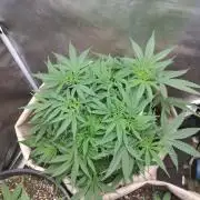 Genius Juice x Cinderella 99 Feminized