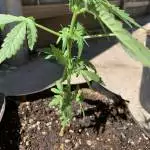 Smoothie Auto - Outdoor