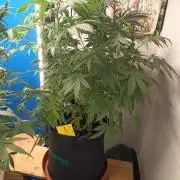 Blue Bullet Auto im Regal