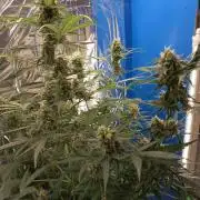 Purple Skunk Auto im Regal