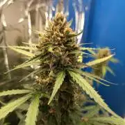 Purple Skunk Auto im Regal