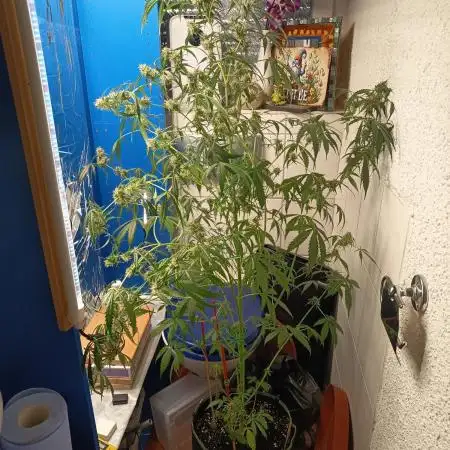 Jack Herer Auto - Im Regal