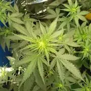 Purple Skunk Auto im Regal
