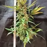 CBD Fix Auto - im Regal