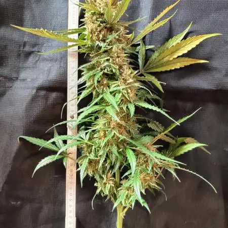 CBD Fix Auto - im Regal