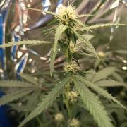 Purple Skunk Auto im Regal