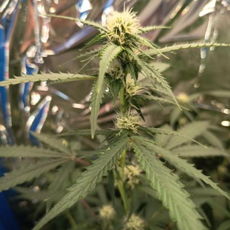 Purple Skunk Auto im Regal