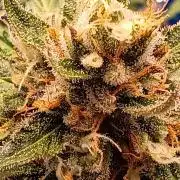 Purple Skunk Auto im Regal