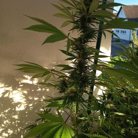 Blue Bullet Auto im Regal
