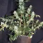 CBD Fix Auto - im Regal