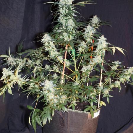 CBD Fix Auto - im Regal