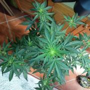 Purple Skunk Auto im Regal