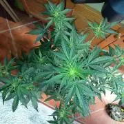 Purple Skunk Auto im Regal