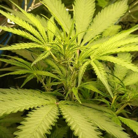 Jack Herer Auto - Im Regal