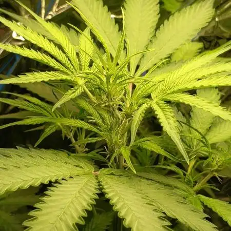 Jack Herer Auto - Im Regal