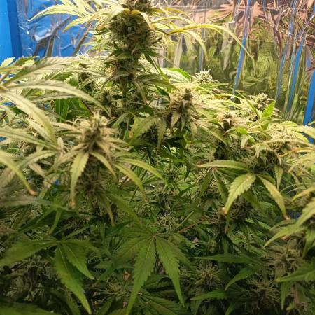 Afghan Pearl CBD Auto - Im Regal