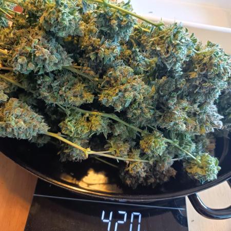 Purple Skunk Auto im Regal