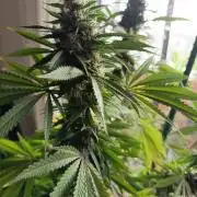 Blue Bullet Auto im Regal