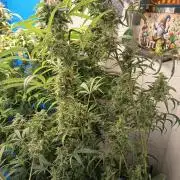 Blueberry Candiez Auto - Im Regal