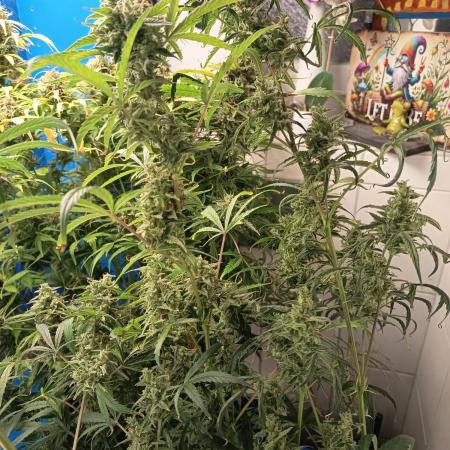 Blueberry Candiez Auto - Im Regal