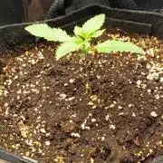 Blue Bullet Auto im Regal