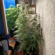 Blueberry Candiez Auto - Im Regal