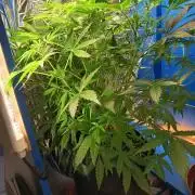 Afghan Pearl CBD Auto - Im Regal