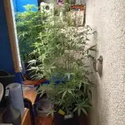 Blueberry Candiez Auto - Im Regal