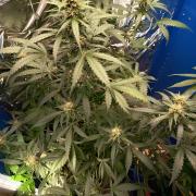 Purple Skunk Auto im Regal