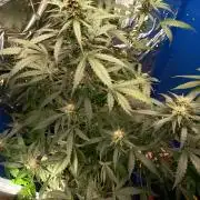 Purple Skunk Auto im Regal