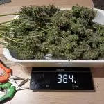 Jack Herer Auto - Im Regal
