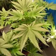 Blue Bullet Auto im Regal