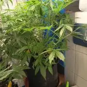 Afghan Pearl CBD Auto - Im Regal