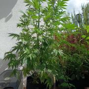 Blue Bullet Auto im Regal