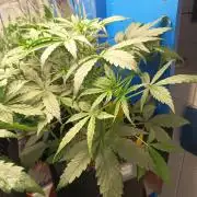 Blueberry Candiez Auto - Im Regal