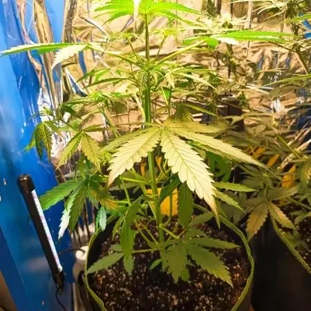 Jack Herer Auto - Im Regal