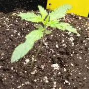 Purple Skunk Auto im Regal
